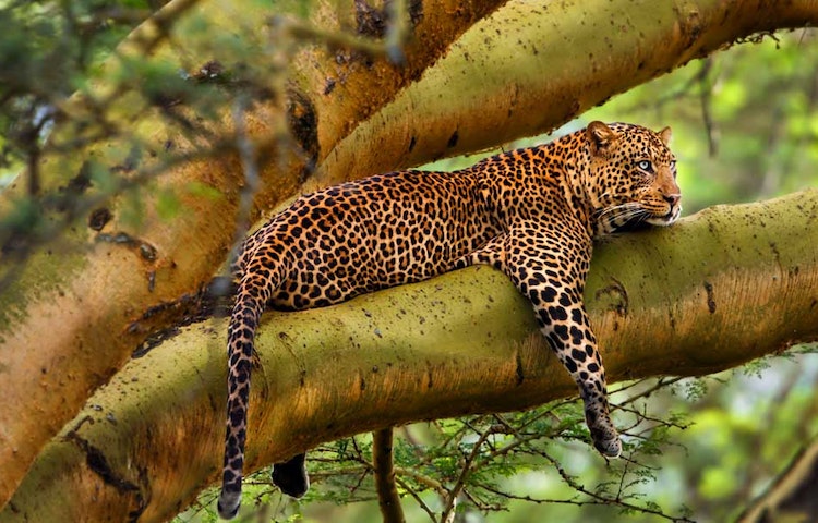 Southern Tanzania Safari Blog